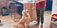 Un hombre dando alimento para perros a un perro