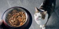 Un gato mira el alimento