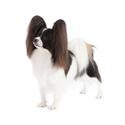 Papillon