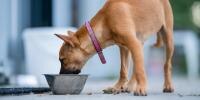 tan dog eating from bowl