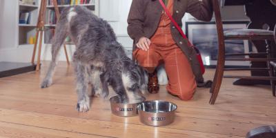 how-much-should-i-feed-my-dog