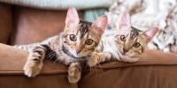 Two cats laying next to each other indoors