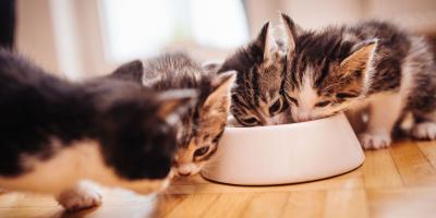 Kittens eat from a bowl