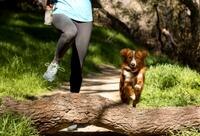 Hiking With Dog