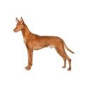 Pharaoh Hound