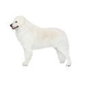 Kuvasz