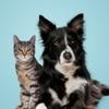 gray cat and black and white dog