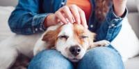 Una foto en primer plano de un perro al que le están acariciando la cabeza