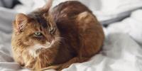 long-haired cat in loaf position on bed