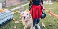 Dog next to child owner wearing a costume pumpkin hat 
