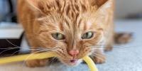 Cat Chewing