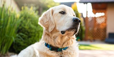 dog aggression