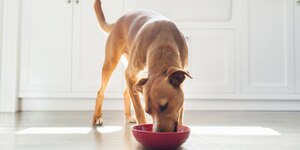 dog eating from red food bowl on the floor