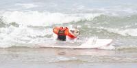 dog surfing