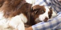/articles/dog/health/pregnancy/phantom-pregnancy-in-dogs