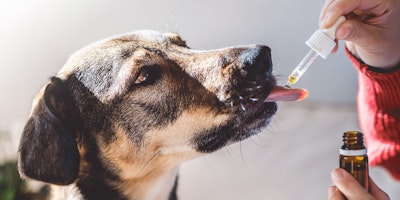A liquid supplement is administered to a dog