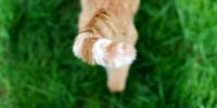 tail of yellow cat