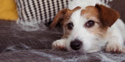 red and white dog