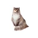 Imagen de la raza de gato ragamuffin