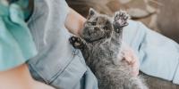 Girl training her kitten