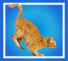 Orange tabby cat in mid-pounce over a blue background