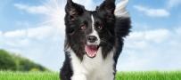 28 day dog