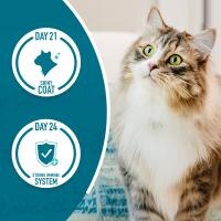 Un gato parado en un sofá