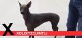 X is for Xoloitzcuintli