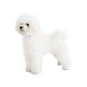 Bichon Frise