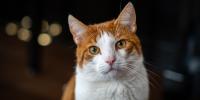 gato naranjo con blanco mirando a la cámara