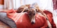 Tri-colored whippet dog laying on a dog bed