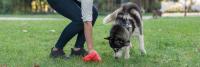 person picking up after a husky