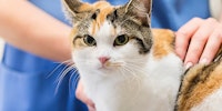 calico cat with health care professional