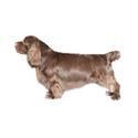 Sussex Spaniel
