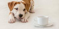 cachorro en una alfombra junto a una taza y platillo de té