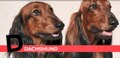 D is for Dachshund