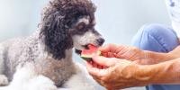person feeding a dog watermellon