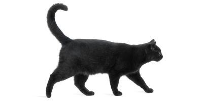 black cat