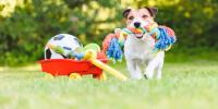 jack russell terrier sosteniendo un juguete de cuerda y parado cerca de una carreta llena de juguetes