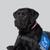 black labrador retriever named Busy
