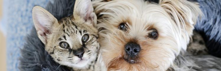 cat and dog