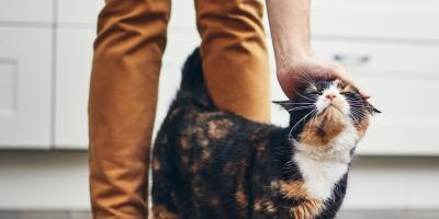 Owner and cat Bringing a New Cat Home