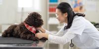 veterinario examinando caniche mestizo marrón