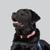 black labrador retriever named Red 