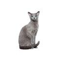 Russian Blue