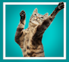 Silly Goose cat reaching up with its paws over a teal background