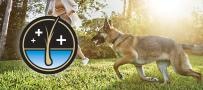 German Shepherd playing in a field. Skin and coat supported by Pro Plan Veterinary Supplements.
