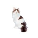 Norwegian Forest Cat