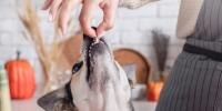 Owner feeding their dog a piece of turkey