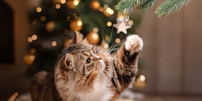 5 holiday plants poisonous to cats